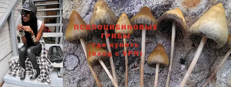 Псилоцибиновые грибы Cubensis  купить  сайты  Кедровый 